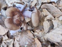 Agaricomycetes