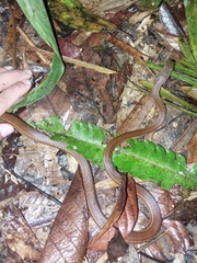 Mastigodryas boddaerti