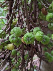 Ficus congesta
