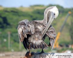 Pelecanus occidentalis