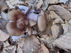 Agaricomycetes
