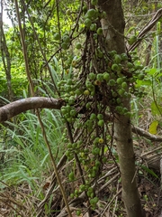 Ficus congesta