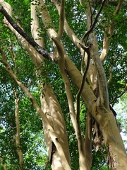 Myrcianthes fragrans