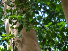 Myrcianthes fragrans