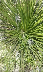 Dasylirion acrotrichum
