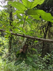Ficus congesta