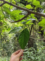 Ficus congesta