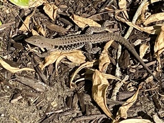 Pholidoscelis exsul