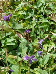 Viola confusa