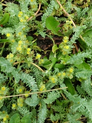 Alchemilla pinnata