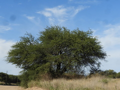 Prosopis caldenia