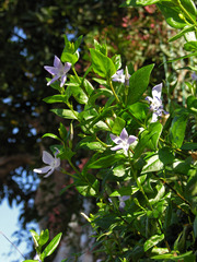 Vinca difformis