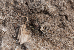 Arctosa perita