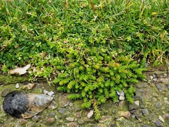 Sedum acre