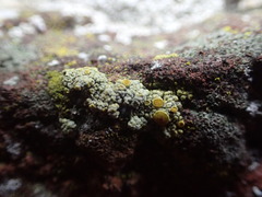 Caloplaca ruderum