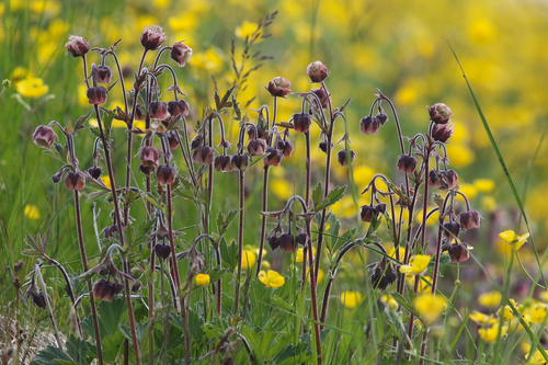 Raudonoji žiognagė nuotrauka