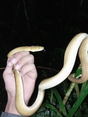Corallus ruschenbergerii