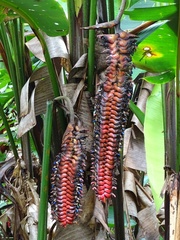 Heliconia mariae image