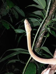 Corallus ruschenbergerii