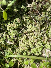 Sedum mucizonia