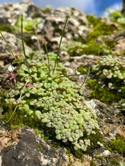 Sedum mucizonia