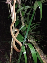 Corallus ruschenbergerii