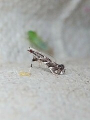 Leucospilapteryx venustella