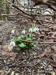 Galanthus woronowii