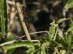 Cacoscelis nigripennis