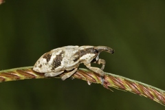 Lixinae