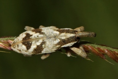 Lixinae