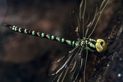 Castoraeschna decurvata