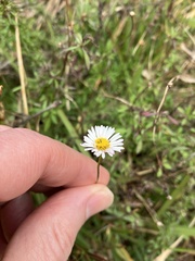 Erigeron karvinskianus, recorded flowering
