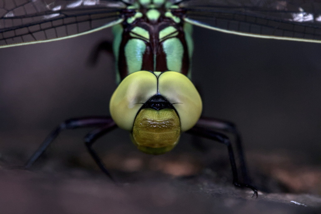 Castoraeschna