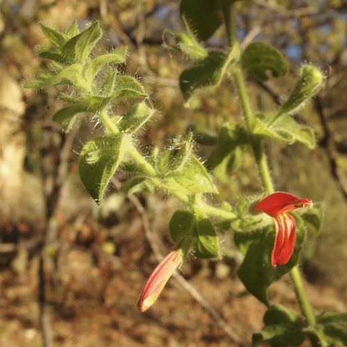 Image of Justicia purpusii by (c) Sue Carnahan, some rights reserved (CC BY)