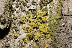 Candelaria concolor