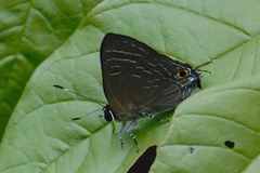 Deudorix epijarbas