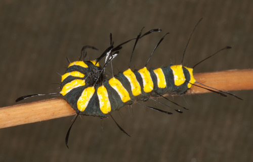 Photo of Alder Moth (Acronicta alni)