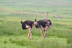 Struthio camelus massaicus