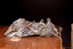 Autoplusia gammoides