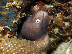 Gymnothorax thyrsoideus