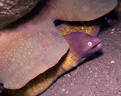 Gymnothorax thyrsoideus