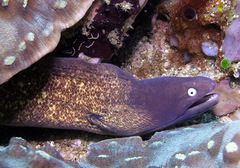 Gymnothorax thyrsoideus