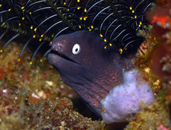 Gymnothorax thyrsoideus