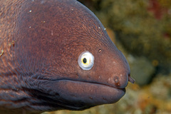 Gymnothorax thyrsoideus