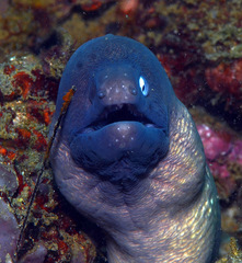 Gymnothorax thyrsoideus