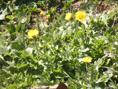 Crepis sancta