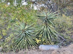 Yucca capensis