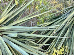 Yucca capensis