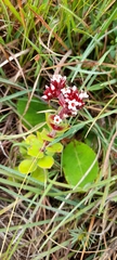 Crassula obovata